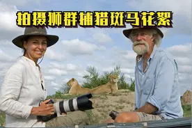 狮王带领狮群捕食斑马视频封面