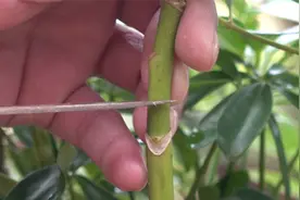 一枝独杆鸭掌木怎么养出爆侧芽教你一招视频封面