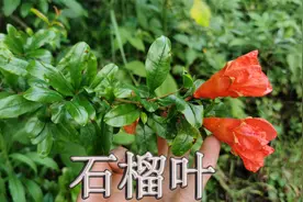 身边常见“石榴叶”的好，采摘煮水或泡茶，少许人会去购买它视频封面