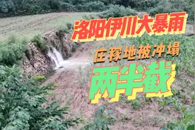 洛阳暴雨农村妈妈赶紧下地去看玉米苗，到地一看心凉半截，咋了？视频封面