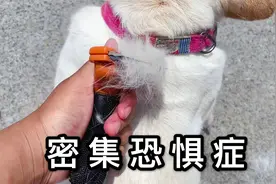 掉毛时候的法斗能有多可怕？满地的毛都像是杨梅一样密！视频封面