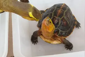 养了10年的黄缘盒龟开始产蛋了，这样的场面很多人没有见过视频封面