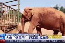 记者探访昆明动物园大象馆：大象“做美甲”，满脸享受|24小时视频封面