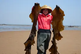 海带原来可以长这么长？大梅两只手才能抓起，瞬间爆筐！