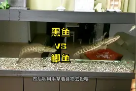 黑鱼也能当观赏鱼，状态如此爆表，几条鲫鱼扔进鱼缸，一口吞一条视频封面