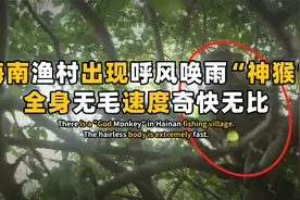 海南渔村出现呼风唤雨“神猴”，全身无毛速度奇快，村民不敢招惹视频封面