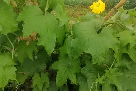 种植丝瓜要想高产，一定要这个时间段掐尖，你做对了吗？赶紧看看视频封面