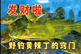 野钓黄辣丁爆护的窝料制作，垂钓黄颡鱼的秘密视频封面