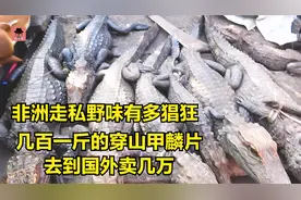 刚果金的穿山甲走私很猖狂，几百一斤的麟片，走私到国外卖几万视频封面