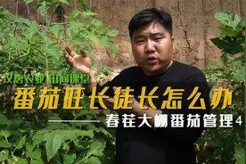 番茄旺长了别大意，也别乱用药！用梁老师的方法来调控视频封面