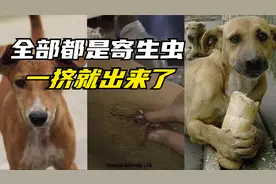 狗子身上全部都是寄生虫，一挤全部都出来了视频封面