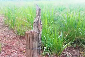 这种鸟伪装成枯枝，一装就是“一辈子”，只为躲避天敌！视频封面