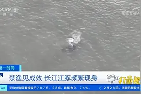 禁渔见成效！长江生态修复向好，长江江豚频繁现身|第一时间视频封面