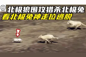 北极狼猎杀北极兔，北极兔幼崽全部被猎杀，母兔神走位逃过一劫