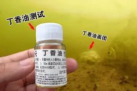 都说丁香油诱鱼效果好！实战效果怎么样，水下摄像头为你呈现！视频封面