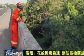 洛阳：2米花蛇惊现民房，抓捕过程惊心动魄，看着太吓人！视频封面