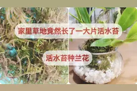 太惊喜了，家里草地竟然长了一大片水苔！用活水苔种兰花。视频封面