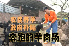 一个平方政府补贴300！探访四川简阳大耳羊养殖场，奔跑的羊肉汤视频封面