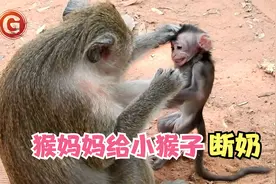 小猴需要断奶，猴妈妈痛下决心，方法简单粗暴视频封面