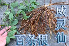 药铺中“威灵仙”长什么样？别称“百条根”，一起来认识下吧！