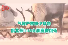 气候严寒缺少食物 俄北部145头驯鹿被饿死视频封面