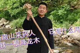 终南山采药人送我一根降龙木，又称六道木，皇帝喜欢用它做筷子？