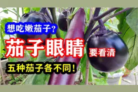 很多人不知道的秘密，茄子是否成熟要看茄子眼，五种茄子的不同