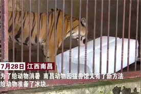 啃冰块、冲凉澡！南昌动物园华南虎避暑有“妙招”视频封面