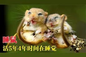寿命5年，4年时间都是在睡觉的睡鼠，为何说它能在睡觉中饿死？