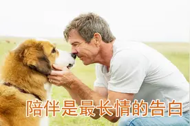 狗对人类有多忠诚？房间起大火，小狗拼命叫醒熟睡的主人一起逃跑视频封面