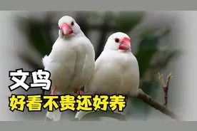 会飞的棉花糖，文鸟！好看不贵还好养