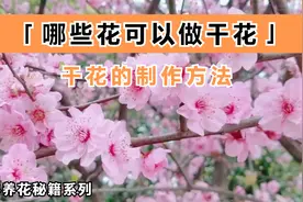 新手养花宝典，哪些花可以做干花？附干花的制作方法。视频封面