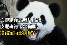 拉完粑粑在妈妈头上蹭，调皮爬树被卡出狗叫，熊猫福宝有多调皮？视频封面