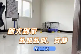 新犬到家乱吼乱叫从零开始训练安静视频封面
