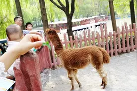 长颈鹿不是鹿，熊猫不是熊，犀牛不是牛，那羊驼是羊还是驼？视频封面