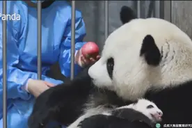 管理员拿苹果跟大熊猫交换熊猫宝宝，大熊猫满脸无奈：我信你个鬼视频封面