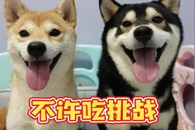 挑战全网火爆的日本整狗大赛！柴犬CP申请出战！视频封面
