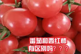 番茄和西红柿有区别吗？？？视频封面