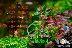 广东音乐十四首连播