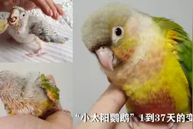 把一只小太阳鹦鹉养成像宠物狗一样亲人，记录它1到37天的变化视频封面