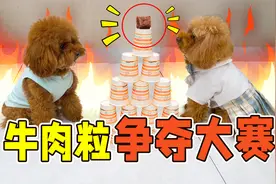 在10个纸杯上放1颗牛肉粒，狗狗能顺利吃到么？小泰迪为了吃拼了视频封面