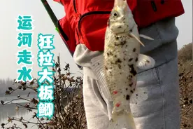 2021第一次垂钓大运河，货船频繁走水，丝毫不影响狂拉大板鲫视频封面