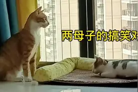 两只不同地方的猫组成新家庭，语言不通产生搞笑对话，幸福一家视频封面
