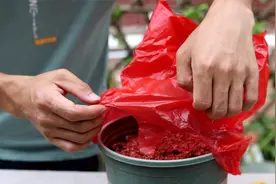 无土栽培生姜，已经18天了，给大家交个作业视频封面