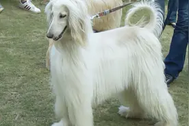 为什么国内禁养阿富汗犬？看完视频后可算明白了视频封面