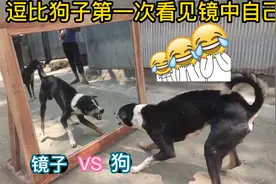 二哈狗子第一次照镜子：它们的反应让人惊讶！视频封面