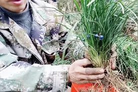 农村大叔去地里挖养阴生津润肺止咳的麦冬，叶子像韭菜，你见过吗视频封面