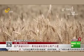 厉害了！青岛盐碱地里种出高产小麦，亩产破900斤，全都得益于它视频封面