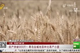 厉害了！青岛盐碱地里种出高产小麦，亩产破900斤，全都得益于它视频封面