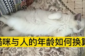 穿越时空的猫咪年龄你知道多少？！视频封面